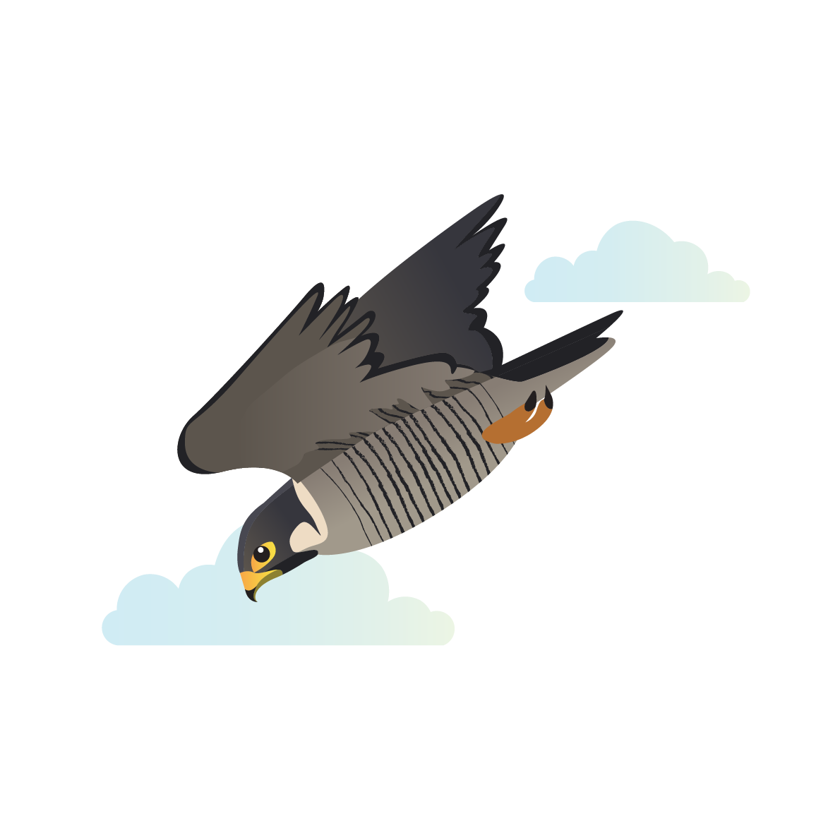 Peregrine falcons
